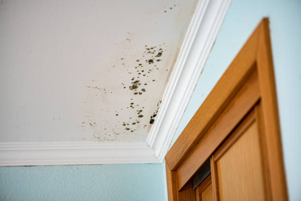 Best Mold Damage Repair  in Pumpkin Center, NC