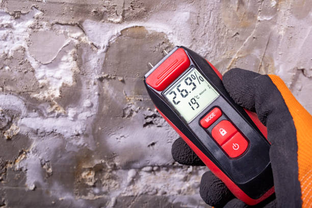 Best Commercial Mold Removal  in Pumpkin Center, NC