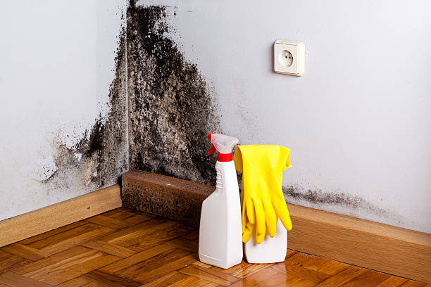 Best Certified Mold Removal  in Pumpkin Center, NC